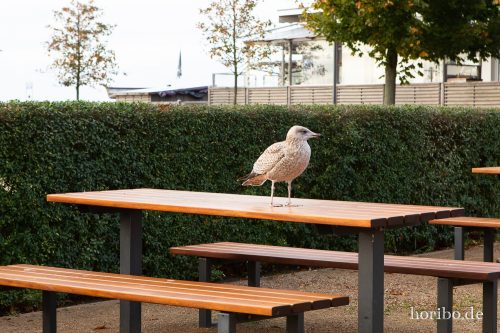 HR-18-10-19-16-25-12-0681