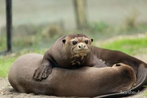 HR-19-05-29-13-55-48-6104