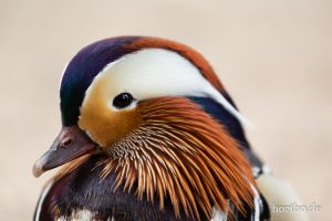 HR-19-05-29-14-12-58-6126