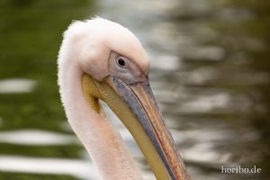 HR-19-05-29-14-20-39-6142