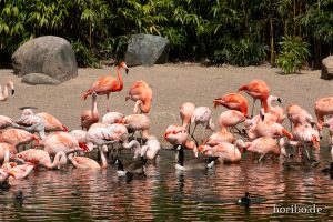 HR-19-05-29-15-45-14-6167