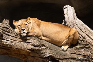 HR-19-05-29-15-59-16-6191