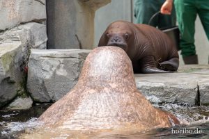 HR-19-05-29-16-24-30-6251