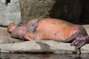 HR-19-05-29-16-32-44-6265