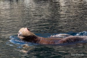 HR-19-05-29-16-35-14-6275