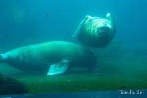 HR-19-05-29-16-41-20-6294