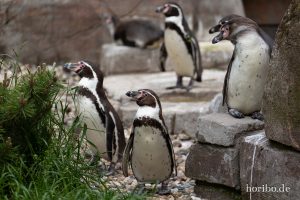 HR-19-05-29-16-54-47-6320