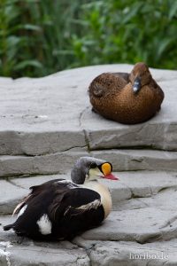 HR-19-05-29-16-57-54-6334