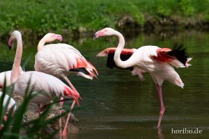 HR-19-05-29-17-14-45-6349