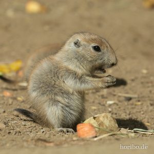 HR-19-05-29-17-20-20-6352