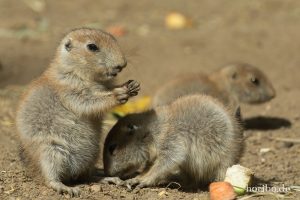 HR-19-05-29-17-20-30-6354