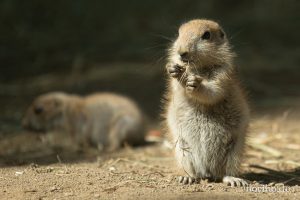 HR-19-05-29-17-23-14-6372