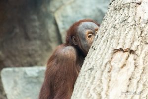 HR-19-05-29-17-40-14-6395