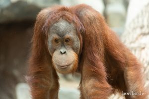 HR-19-05-29-17-40-46-6399