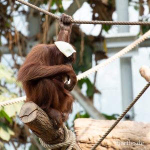 HR-19-05-29-18-01-35-6435