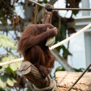 HR-19-05-29-18-01-39-6437