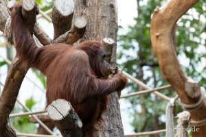 HR-19-05-29-18-05-11-6443