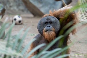 HR-19-05-29-18-18-00-6447