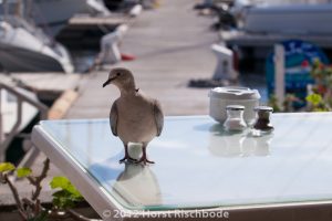 HR_20121115-13-28-2452