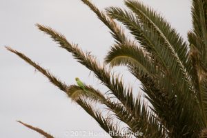 HR_20121115-17-12-2505