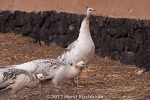 HR_20121119-14-48-3073