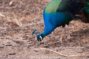 HR_20121119-14-50-3086