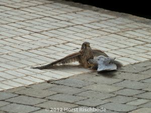 HR_20121120-10-33-1010031