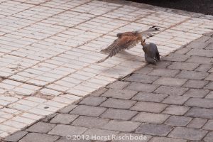 HR_20121120-10-34-3125