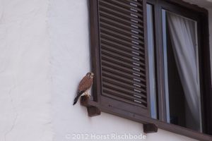 HR_20121120-10-37-3130