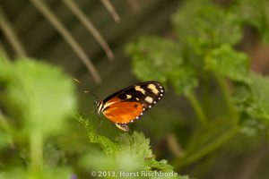 HR_20130617-12-09-8974