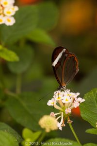 HR_20130617-12-13-8981