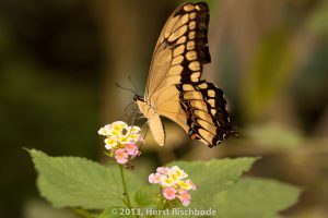 HR_20130617-12-14-8982