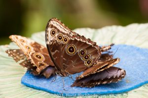 HR_20130617-12-16-8989