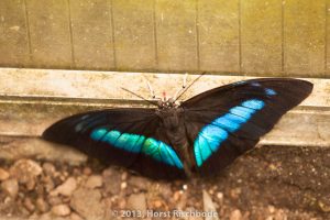 HR_20130617-12-20-8997