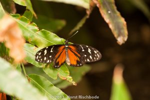 HR_20130617-12-22-9006