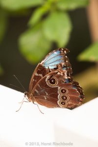 HR_20130617-12-24-9015