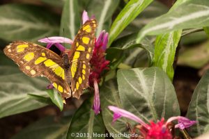 HR_20130617-12-25-9021