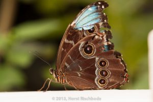 HR_20130617-12-27-9024