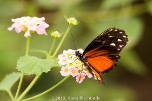 HR_20130617-12-27-9026