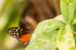 HR_20130617-12-29-9030