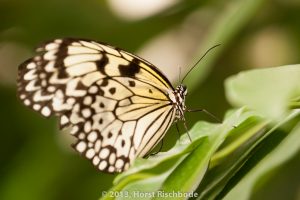 HR_20130617-12-31-9043