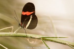 HR_20130617-12-37-9054