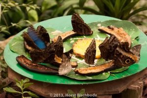 HR_20130617-12-40-9060