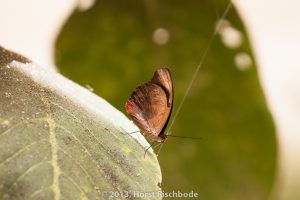 HR_20130617-12-41-9066