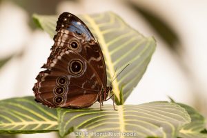 HR_20130617-12-42-9067