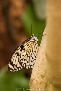 HR_20130617-12-43-9070