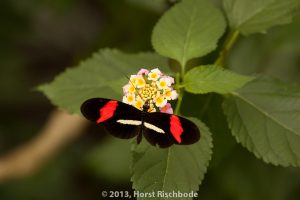 HR_20130617-12-47-9077