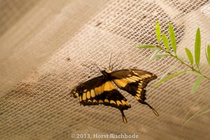 HR_20130617-12-50-9083