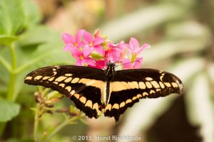 HR_20130617-12-50-9085