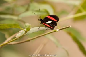 HR_20130617-12-52-9093